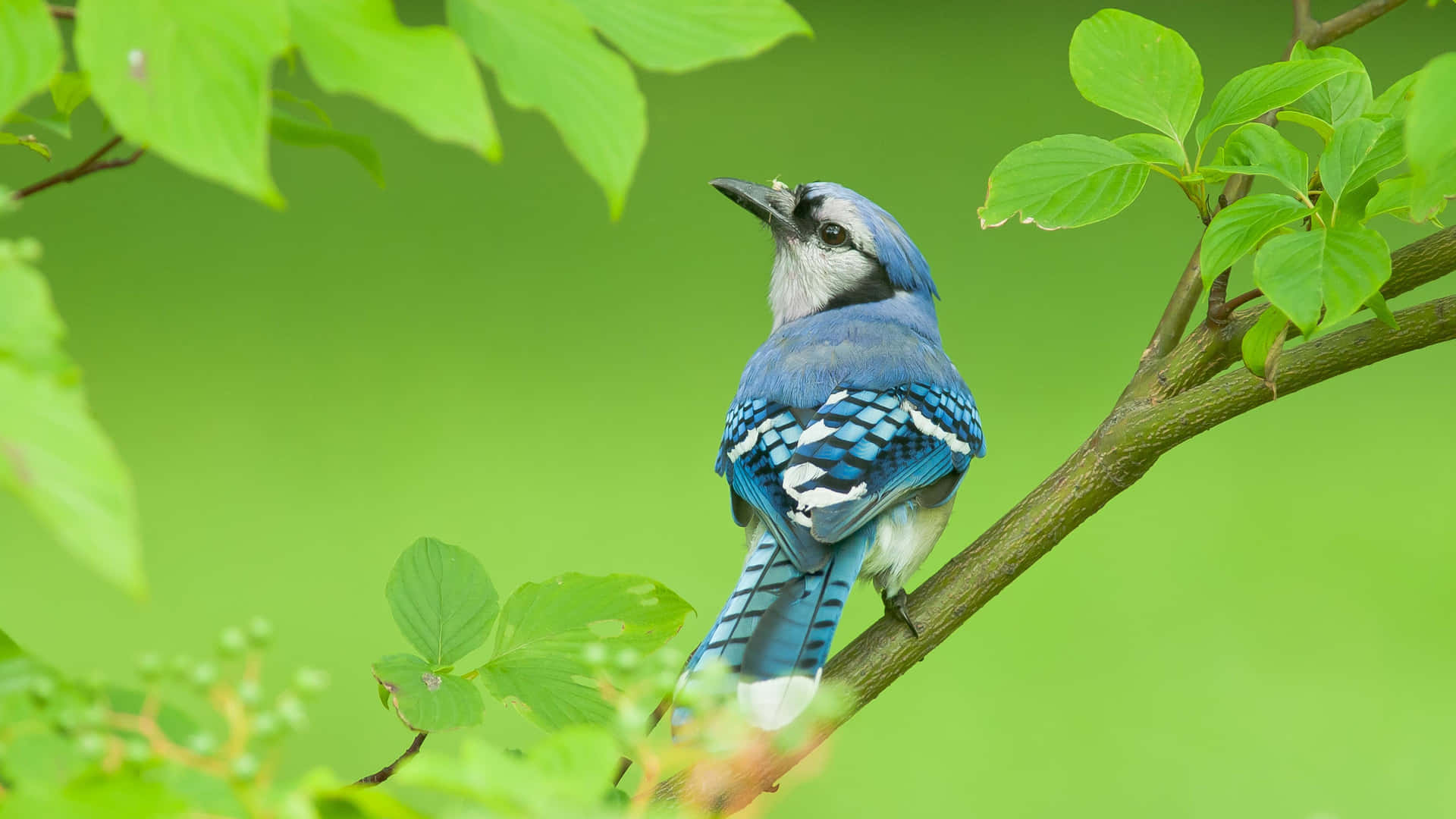 "A Blue Jay Looking Away in a Sunny Setting"