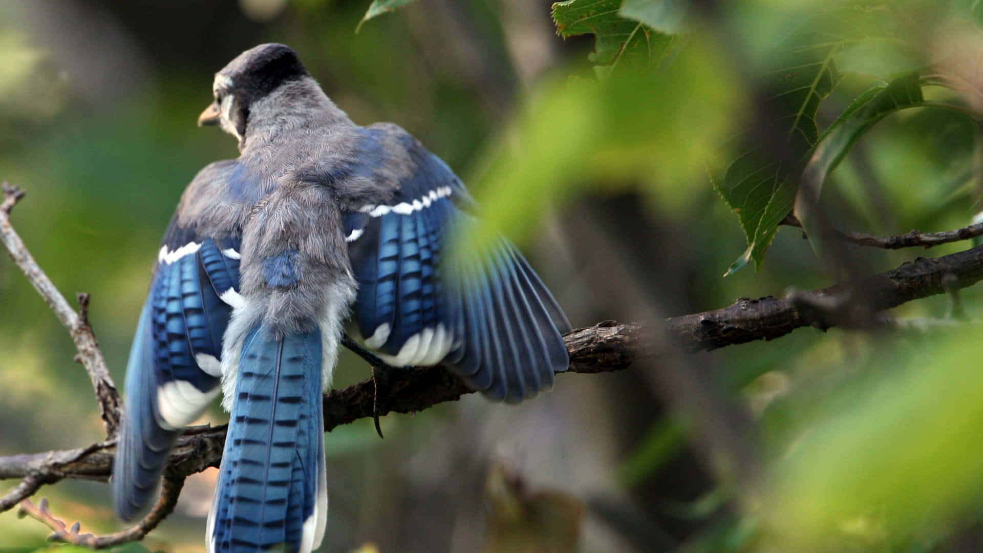 A vibrant Blue Jay stands out among lush green foliage