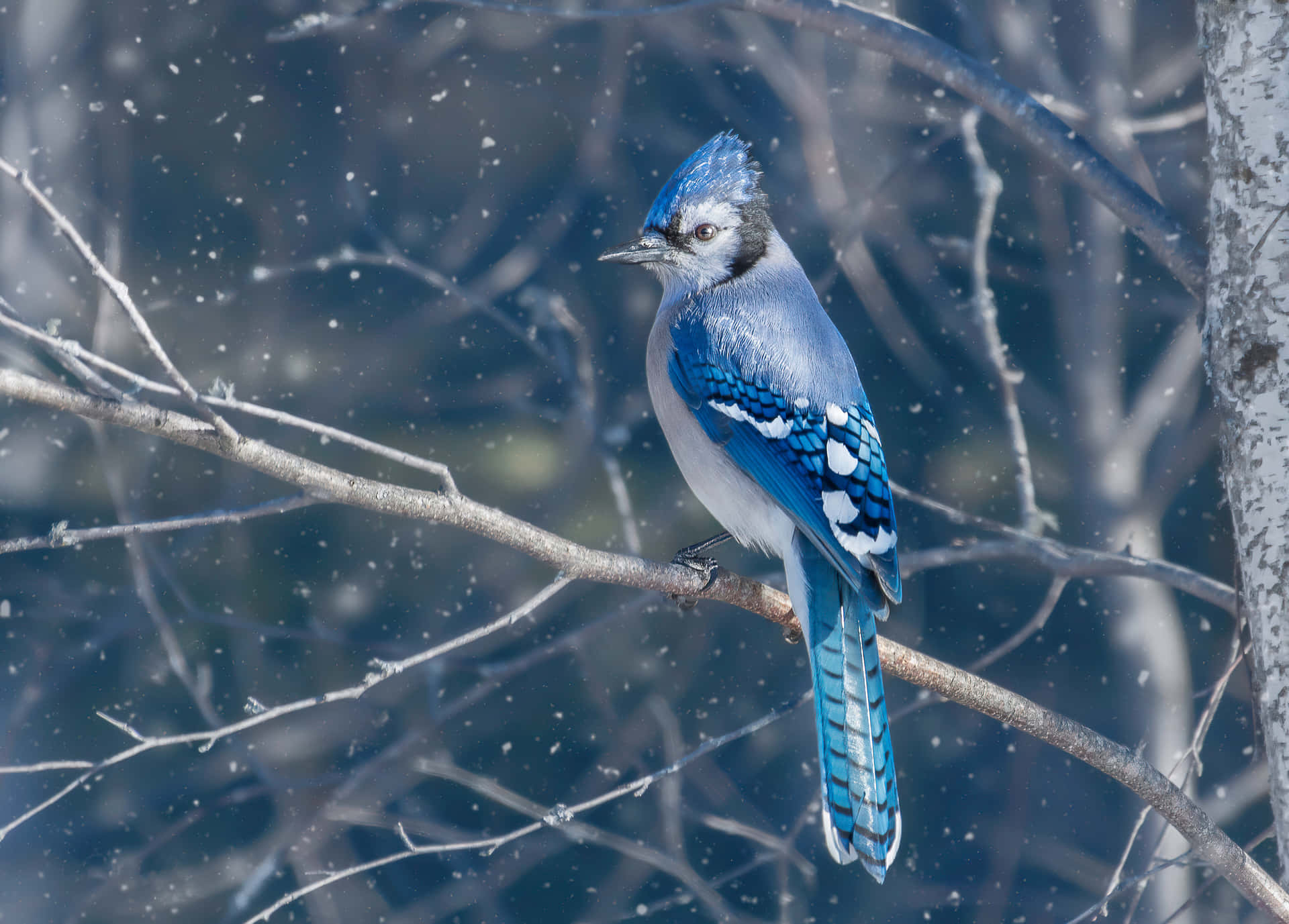 A Blue Jay proudly perched atop a branch looking out upon its domain