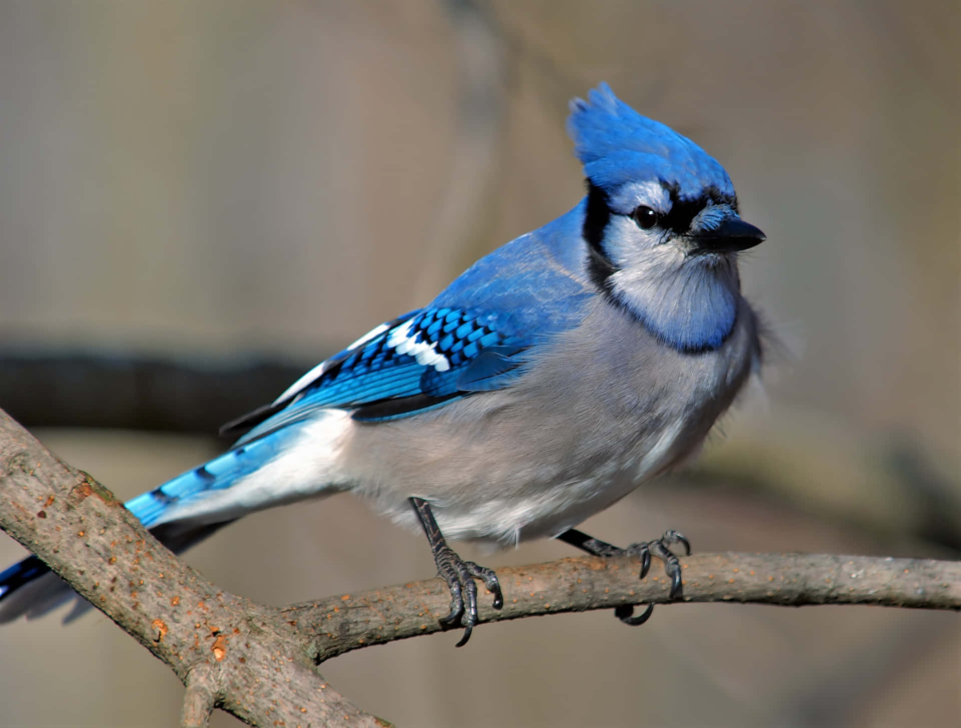Blue Jay Capturing a Sunflower Seed