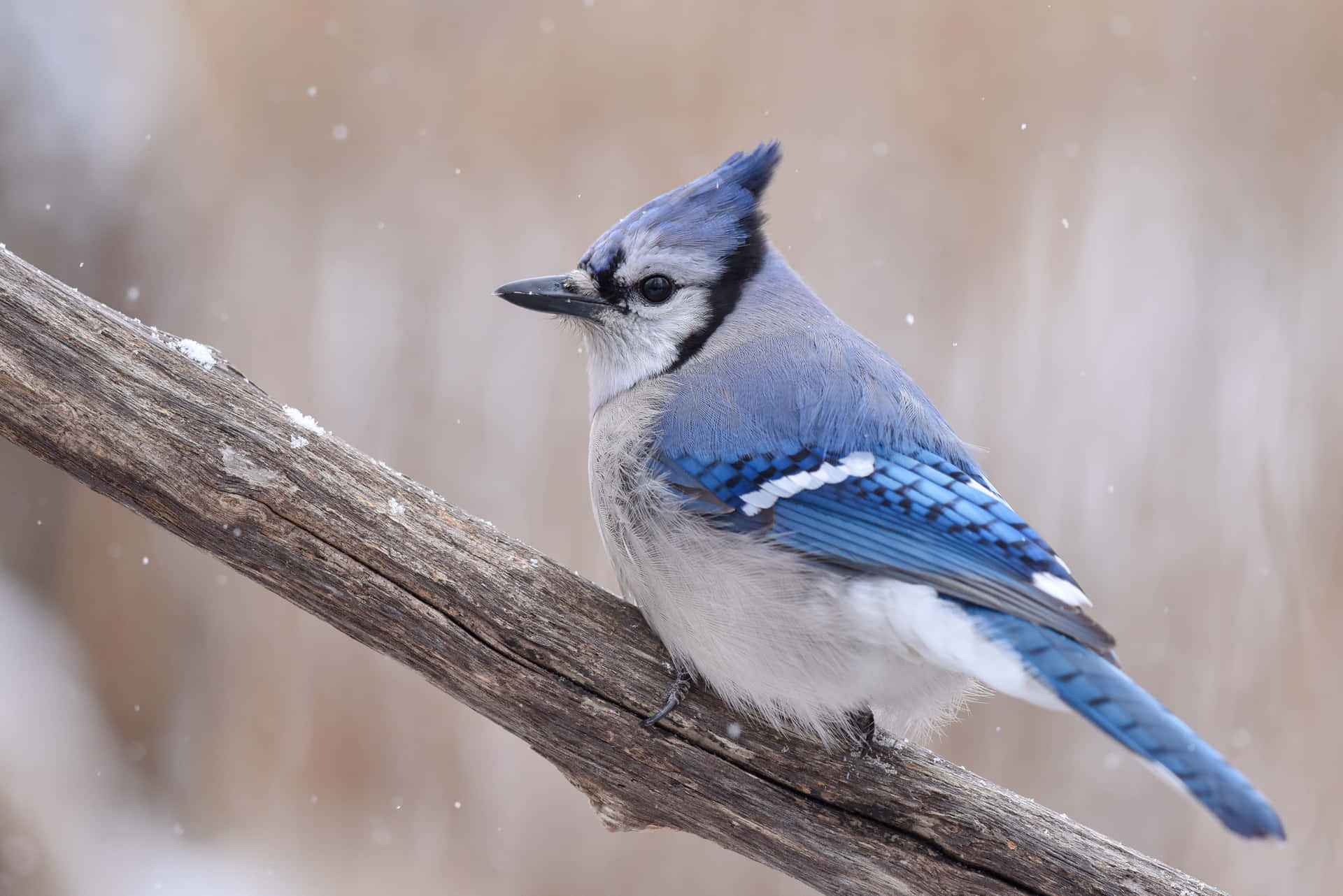 A beautiful Blue Jay perched on a wooden fence