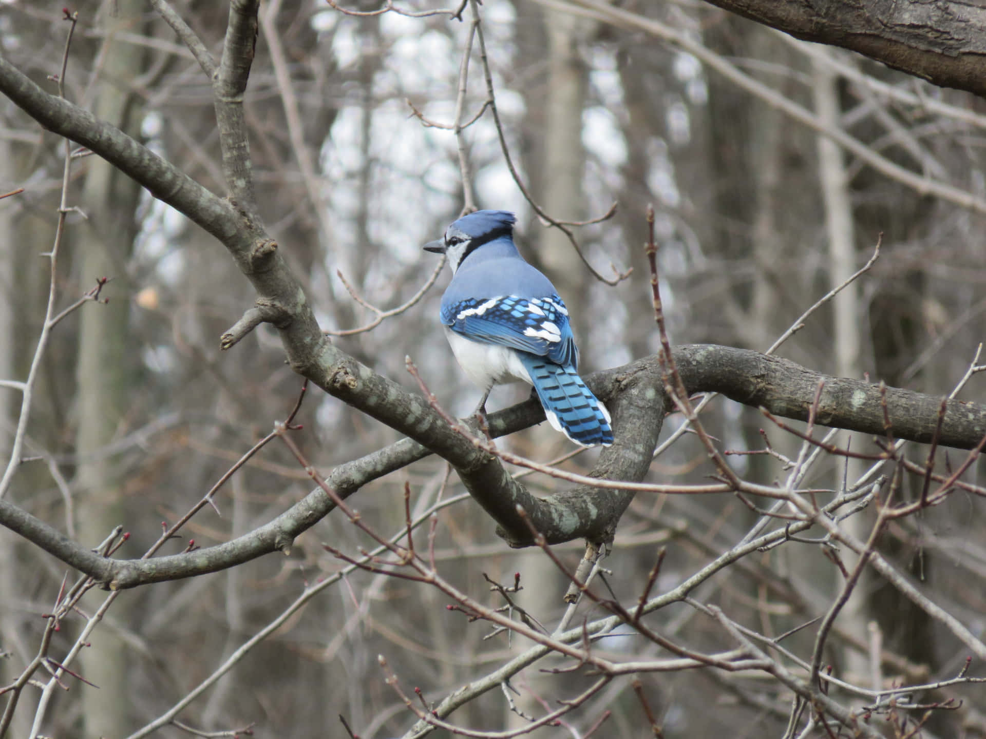 A Blue Jay perched on a Branch