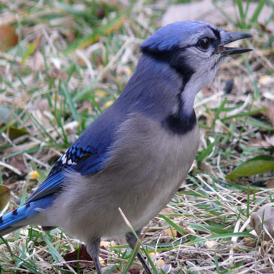 A proud blue jay looking confidently over the marsh.