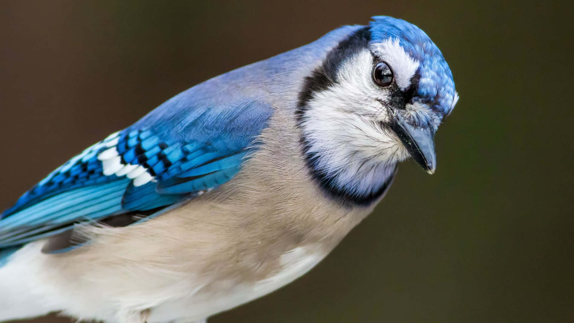 Blue Jay Portrait Closeup Wallpaper