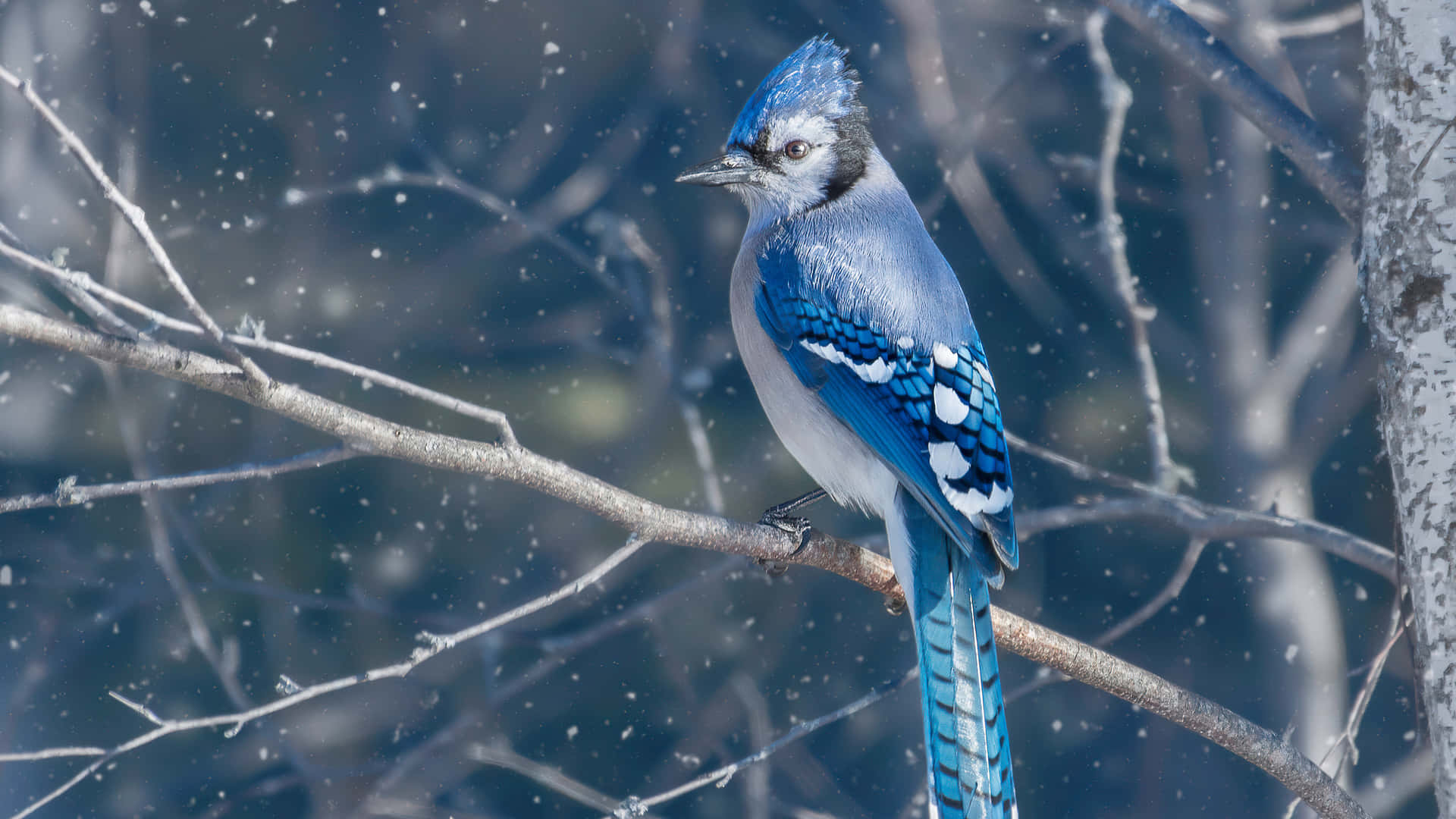 Blue Jayin Snowy Weather Wallpaper