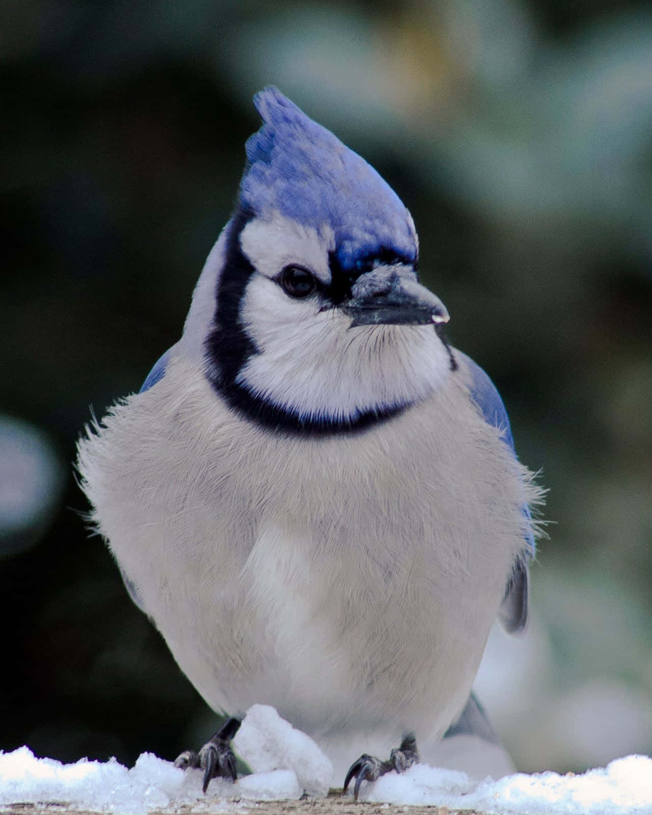 Blue Jayin Winter Snow Wallpaper