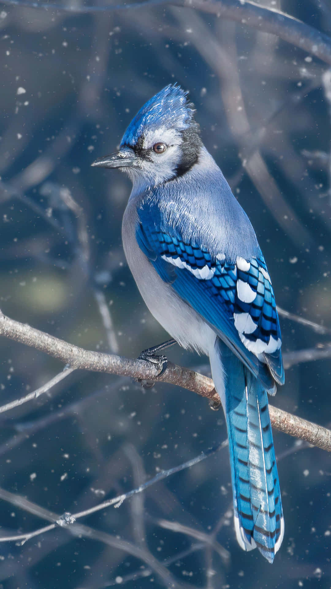 Blue Jayin Winter Wonderland.jpg Wallpaper