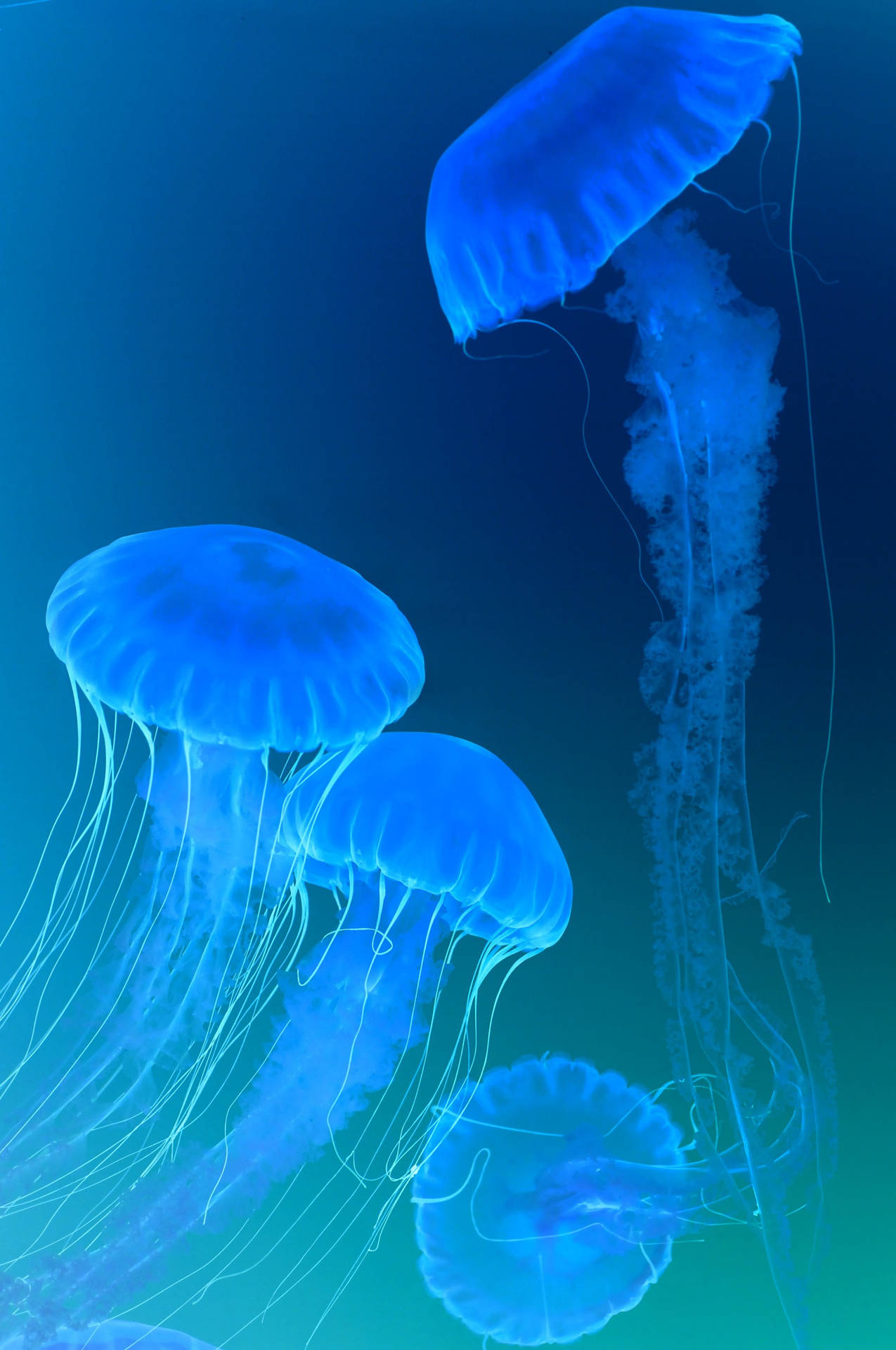 Blue Jellyfish Top Iphone Wallpaper