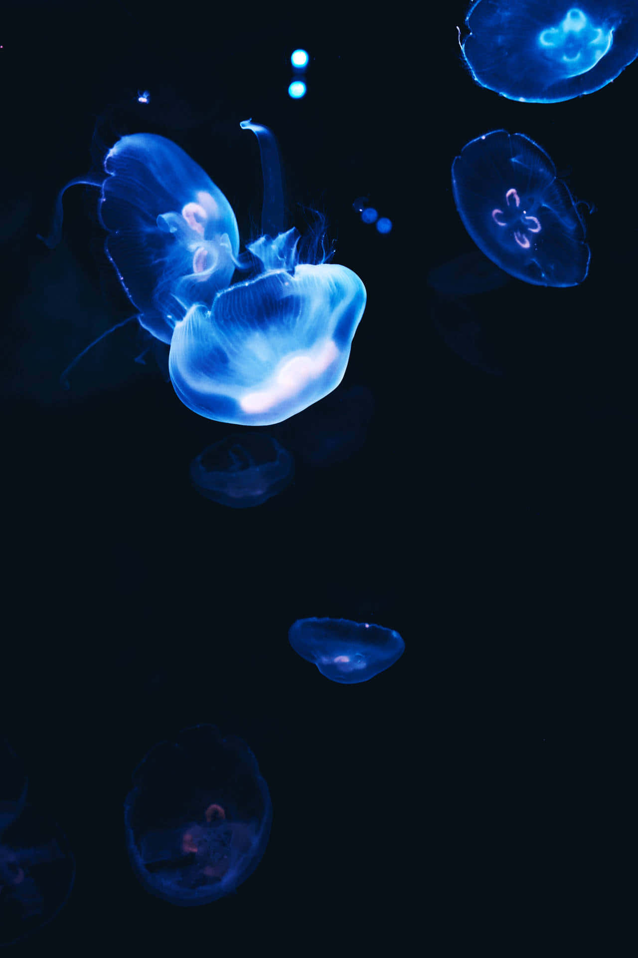 Blue Jellyfish Underwater Elegance.jpg Wallpaper