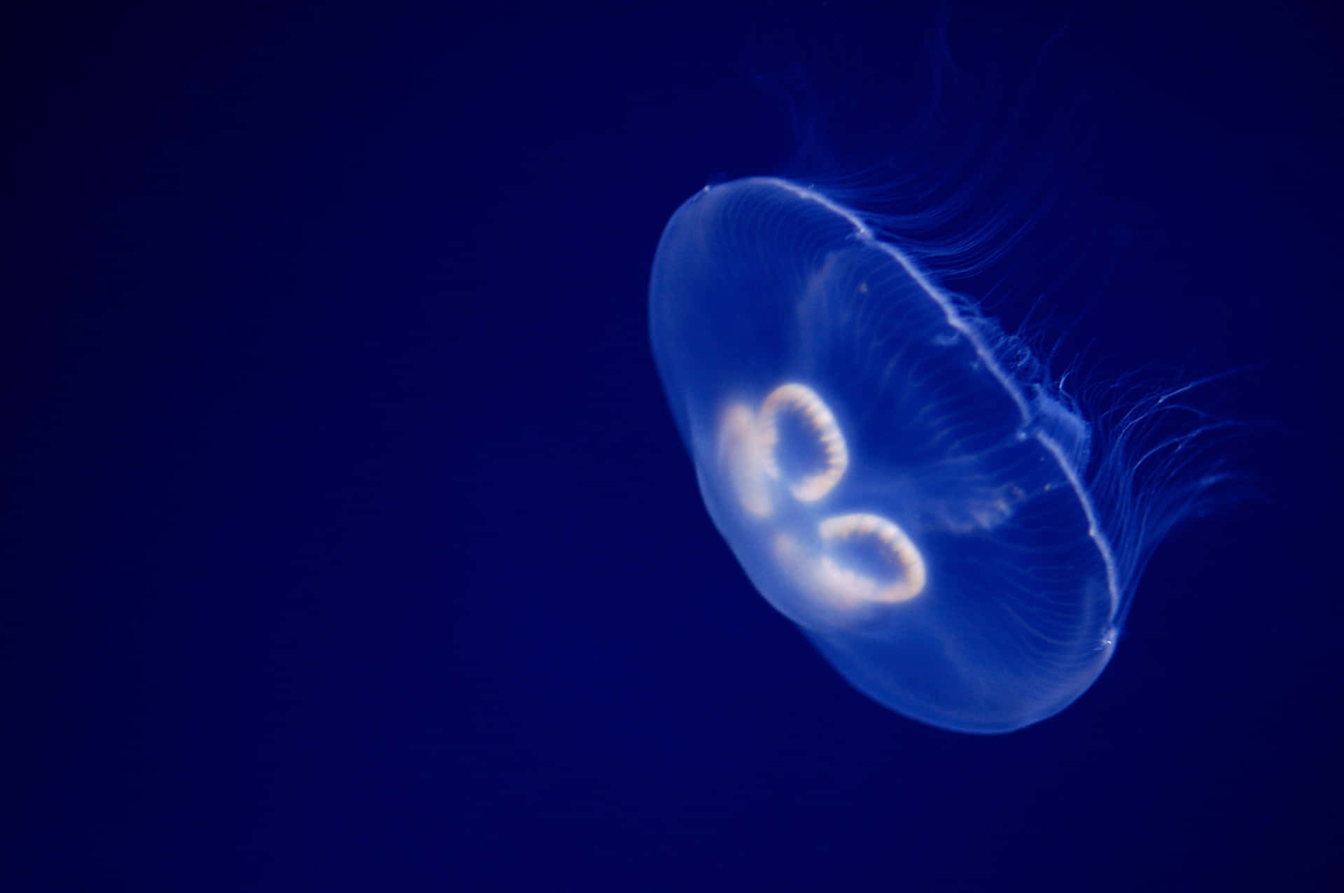Blue Jellyfish Underwater Elegance Wallpaper