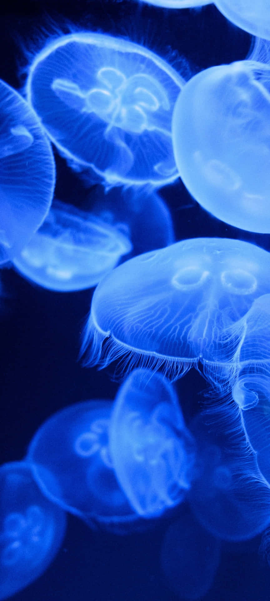 Blue Jellyfish Underwater Glow Wallpaper
