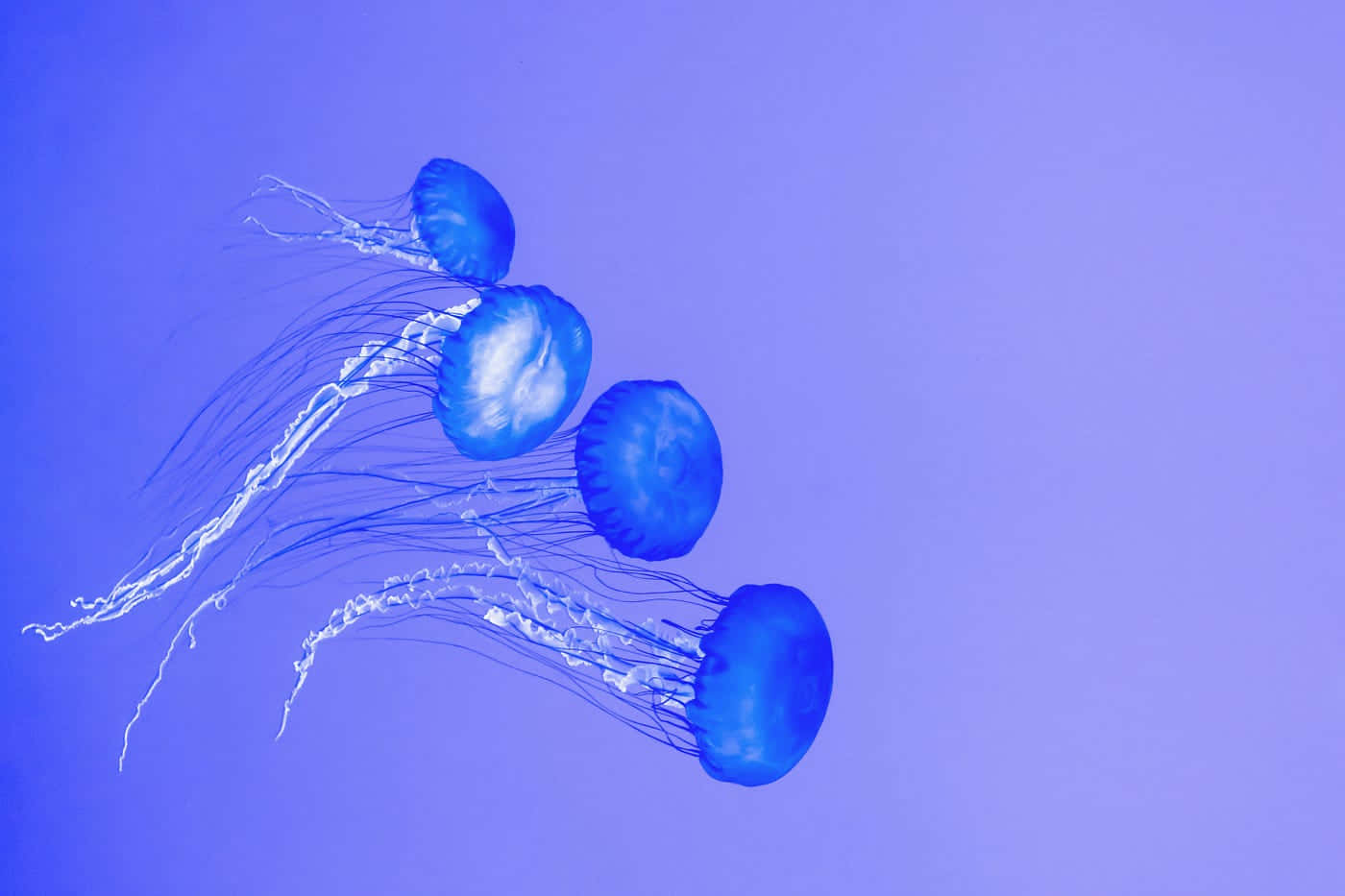 Blue Jellyfish Underwater Scene Wallpaper