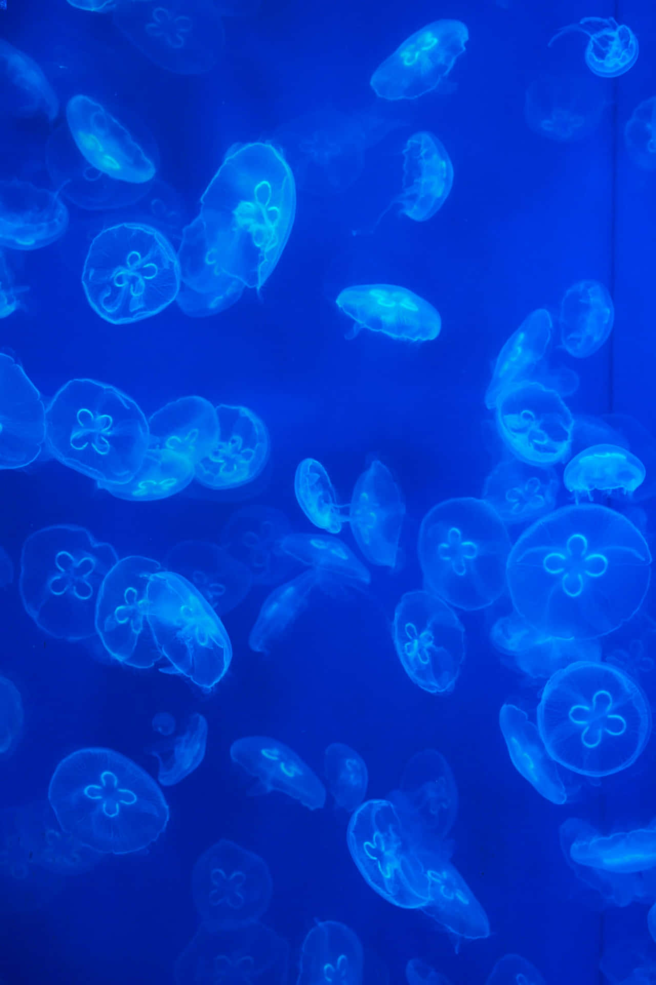 Blue Jellyfish Underwater Scene.jpg Wallpaper