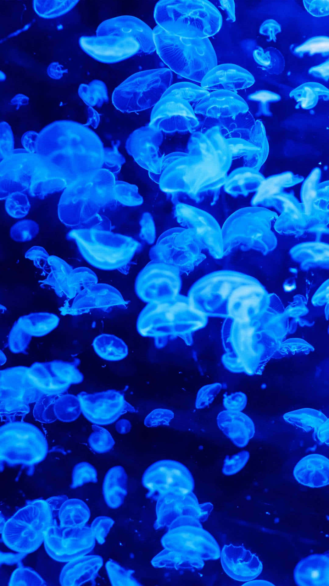 Blue Jellyfish Underwater Swarm.jpg Wallpaper