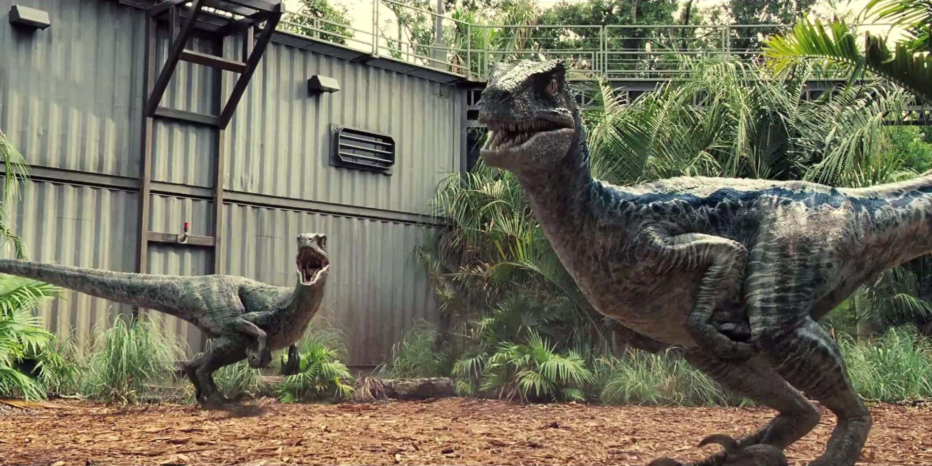Blue Jurassic World Velociraptors Wallpaper
