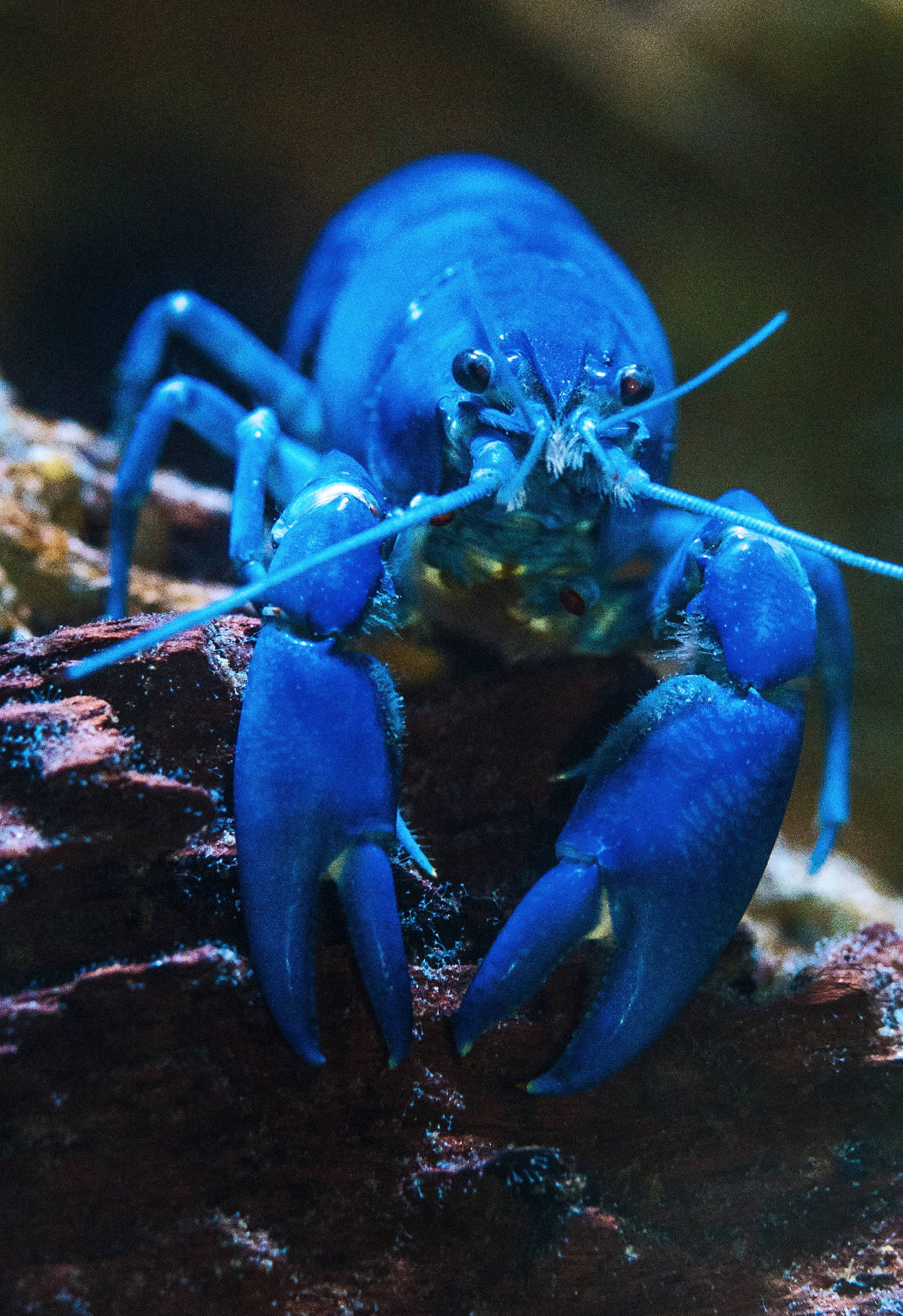 Blue Lobster On Jagged Rock Wallpaper