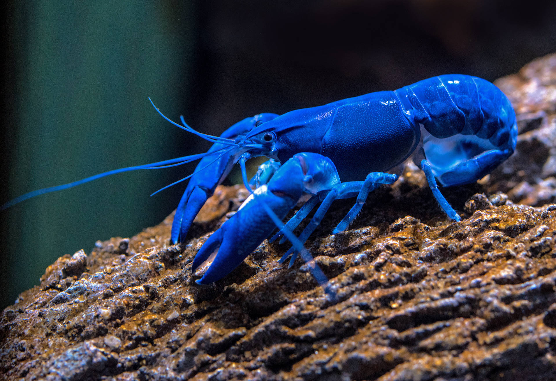 Blue Lobster On Mossy Rock