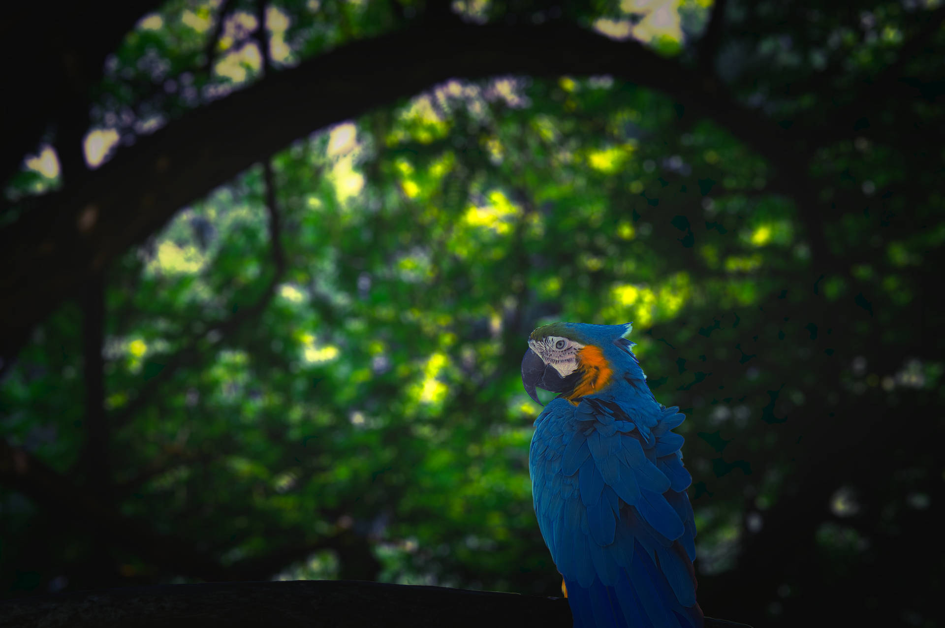 Take a Closer Look at the Majestic Blue Macaw Parrot in its Natural Jungle Habitat Wallpaper