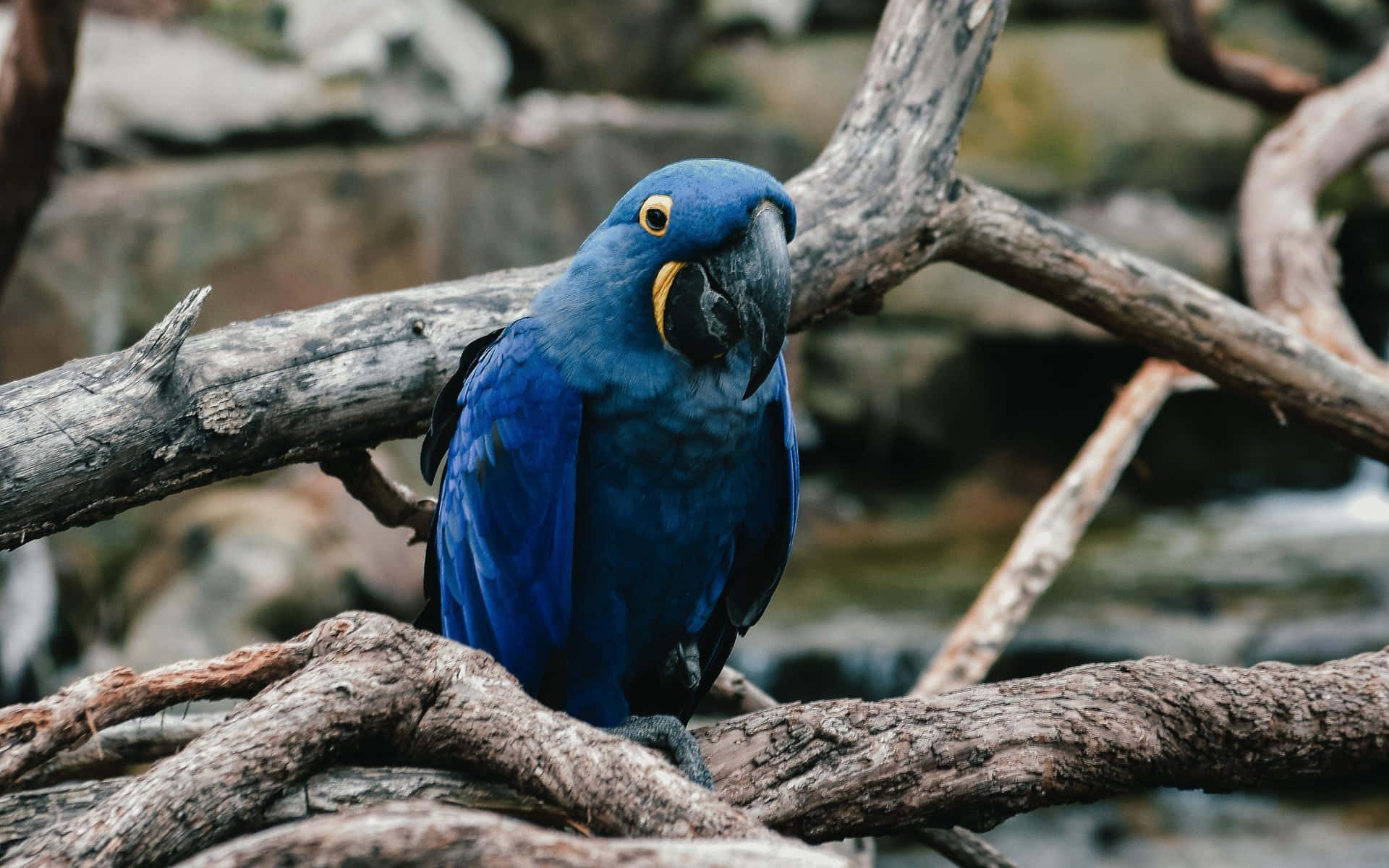 Blue Macaw Perchedon Branches Wallpaper