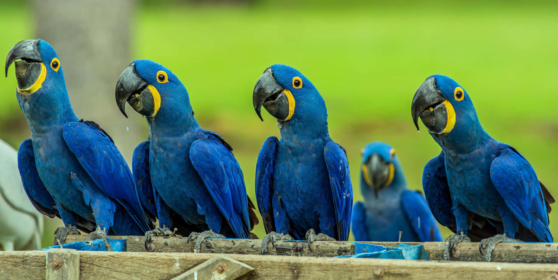 Blue Macaws Gathering.jpg Wallpaper