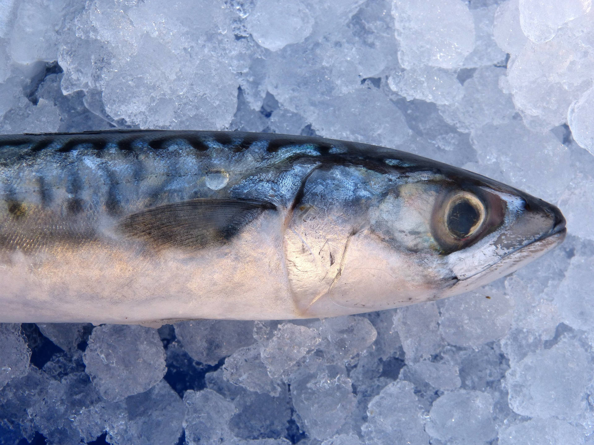 Blue Mackerel Fish On Ice Wallpaper