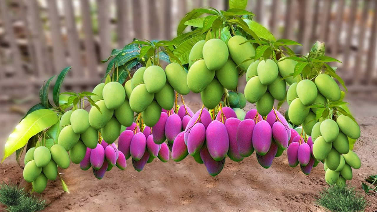 Enjoying a sweet and succulent blue mango. Wallpaper