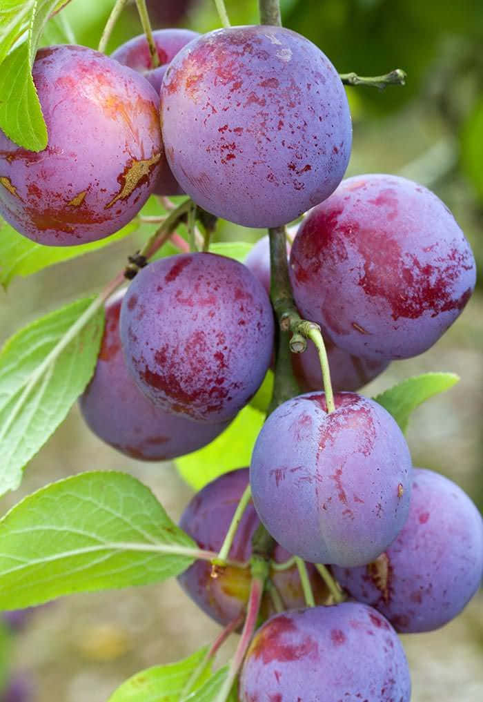 Geniet Van De Zoete Smaken Van De Zomer Met Blauwe Mango! Achtergrond