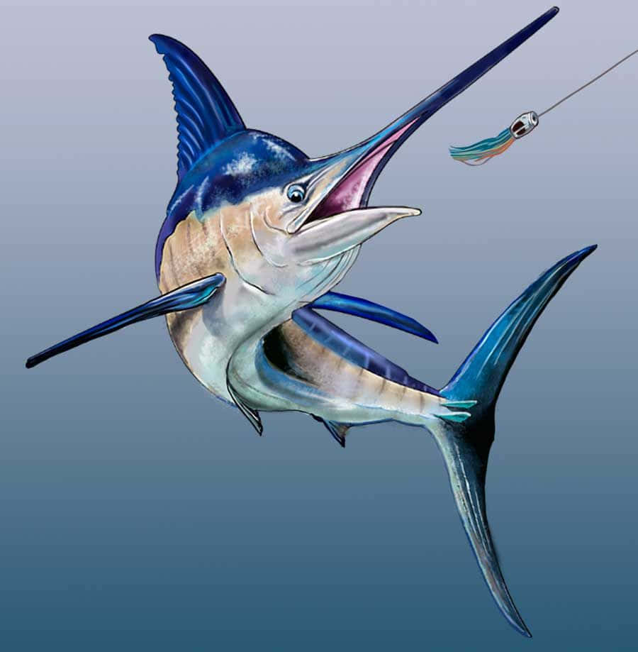 Blue Marlin Chasing Lure Wallpaper