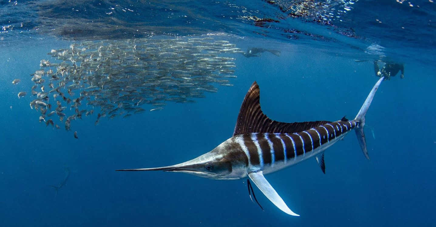 Blue Marlin Hunting Schoolof Fish Wallpaper