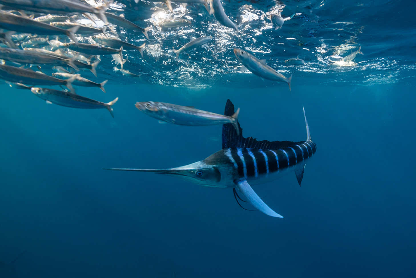 Blue Marlin Hunting Underwater.jpg Wallpaper