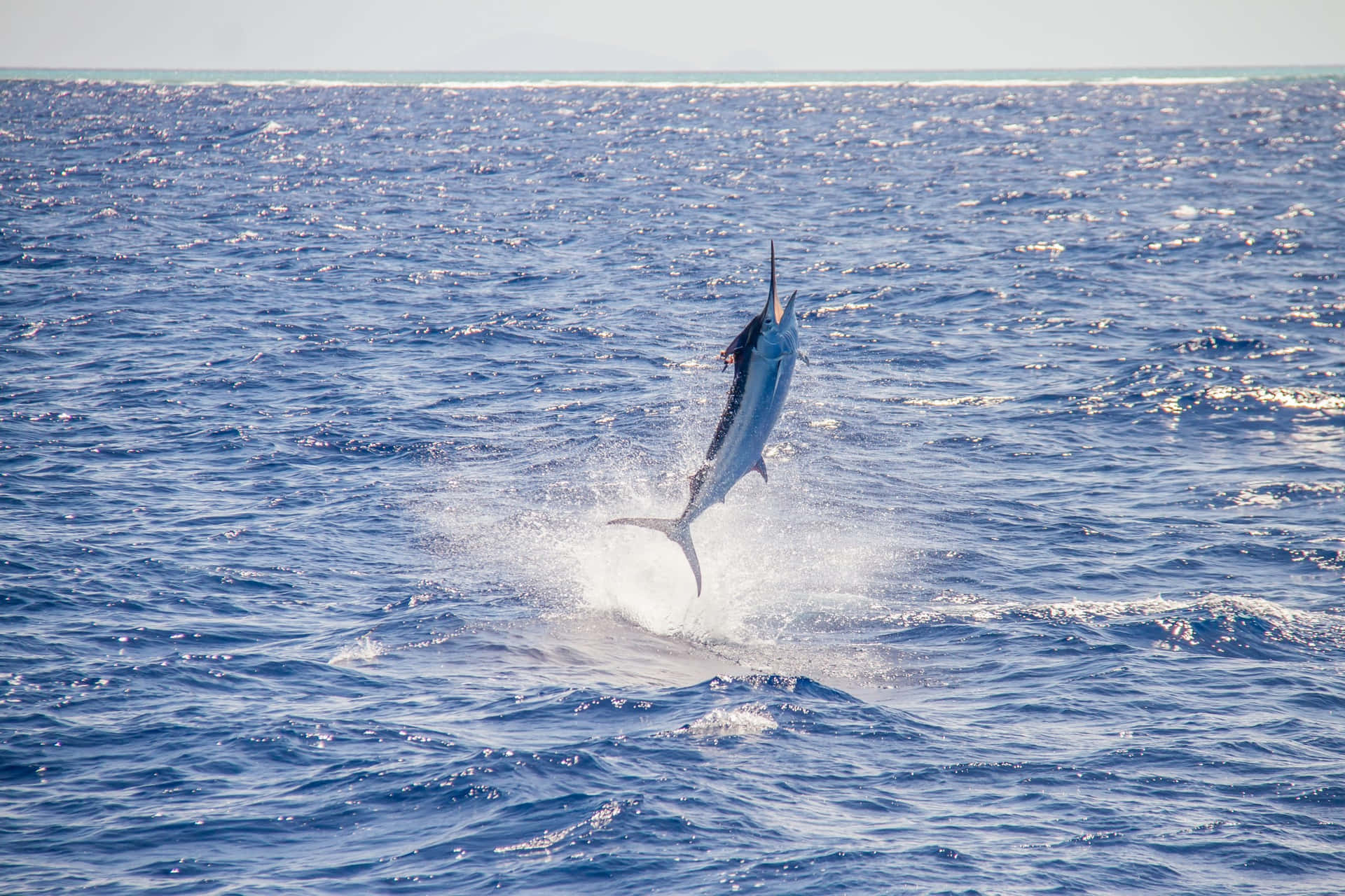 Blue Marlin Leaping Outof Water Wallpaper