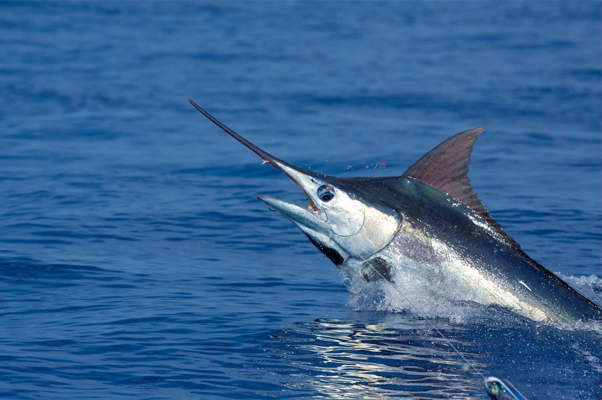 Blue Marlin Leaping Outof Water Wallpaper