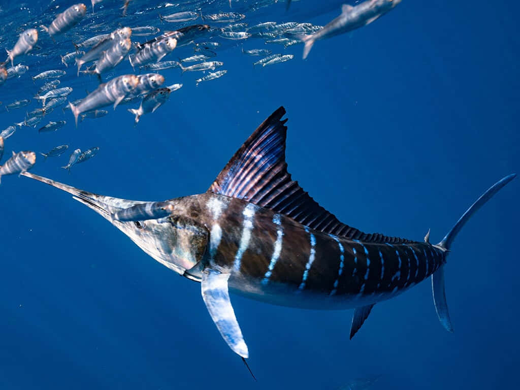 Blue Marlin Swimming Underwater Wallpaper