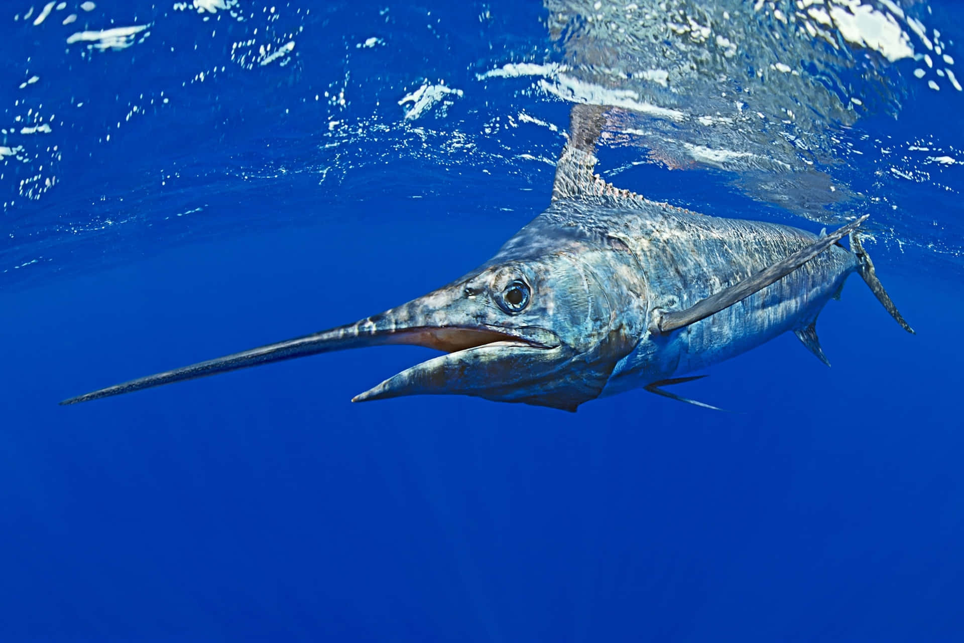 Blue Marlin Swimming Underwater.jpg Wallpaper