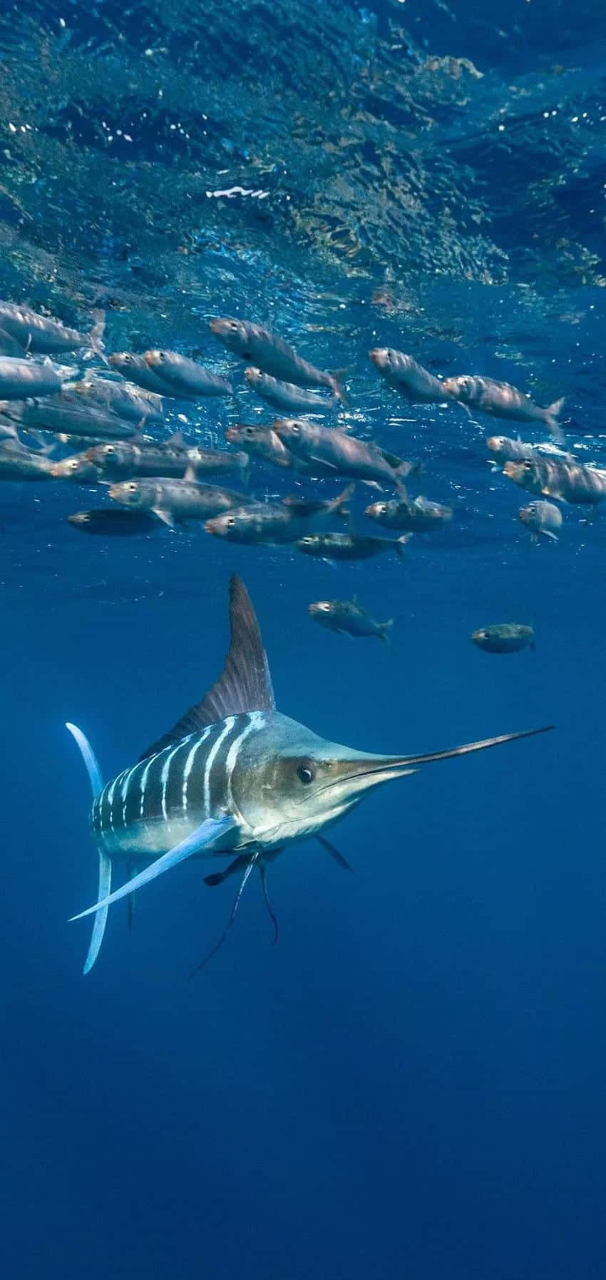 Blue Marlin Swimming Underwater.jpg Wallpaper