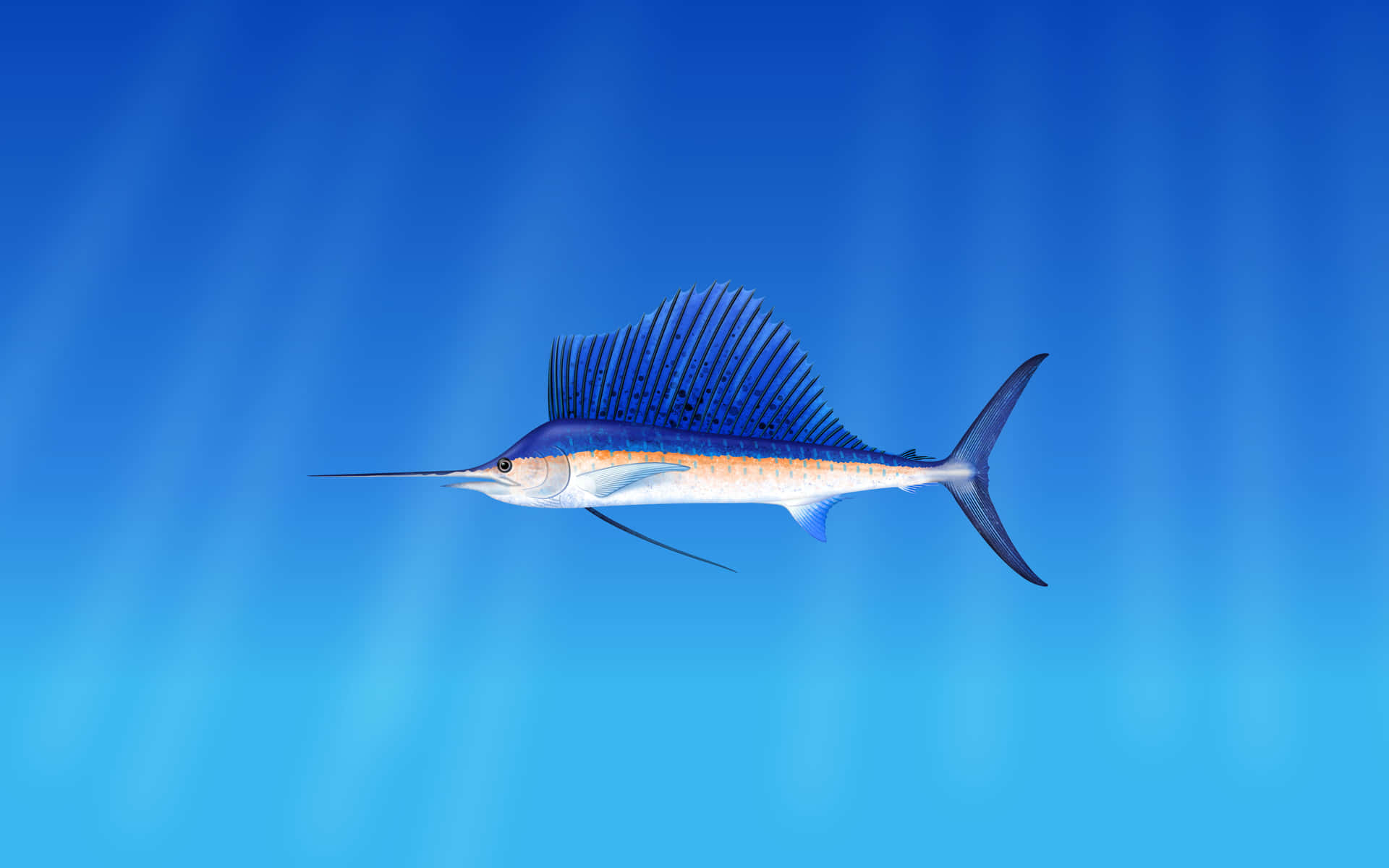 Blue Marlin Swimming Underwater Wallpaper