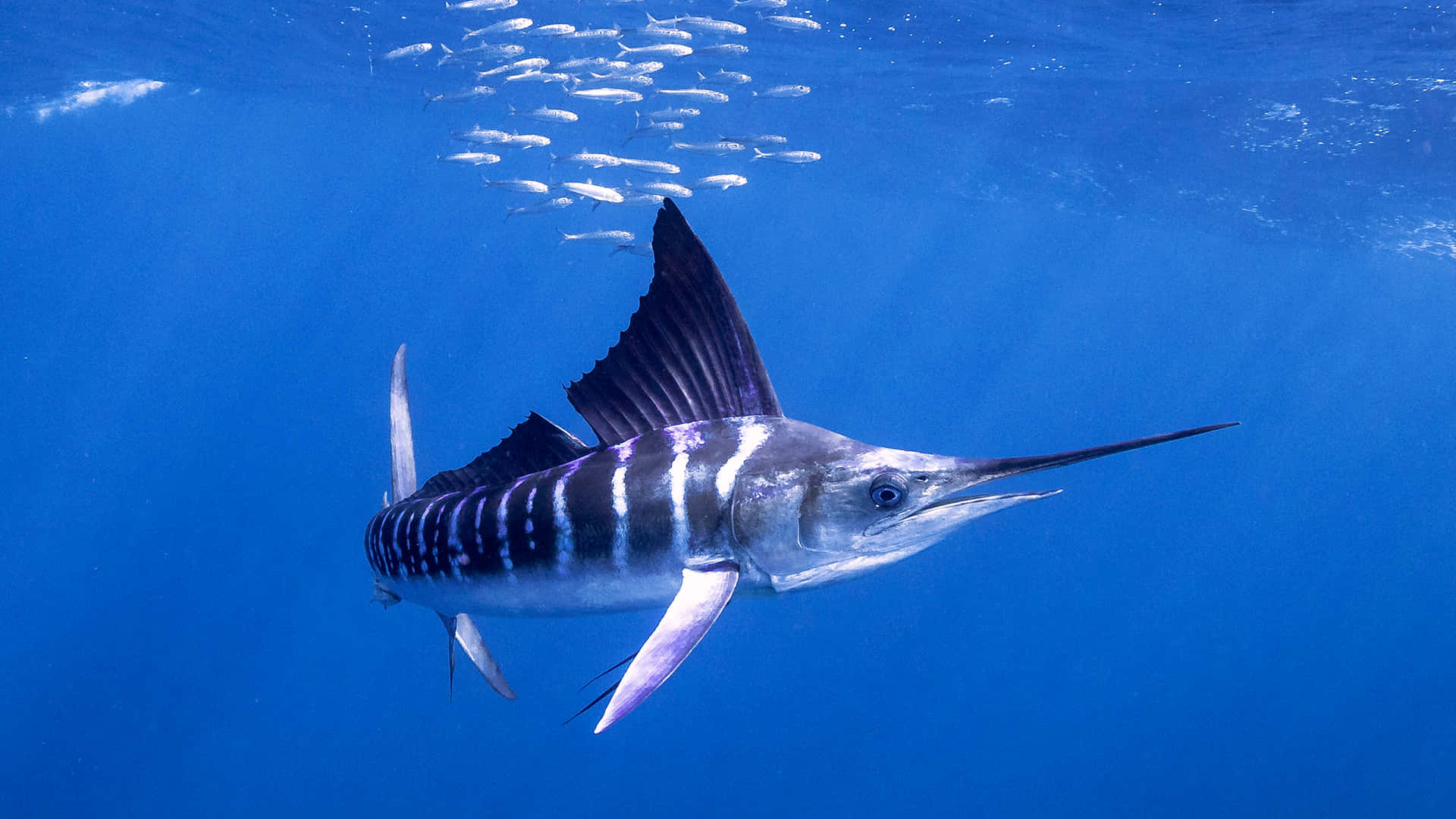 Blue Marlin Underwater Majesty Wallpaper