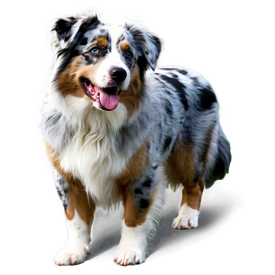 Blue Merle Australian Shepherd Png 06202024 PNG