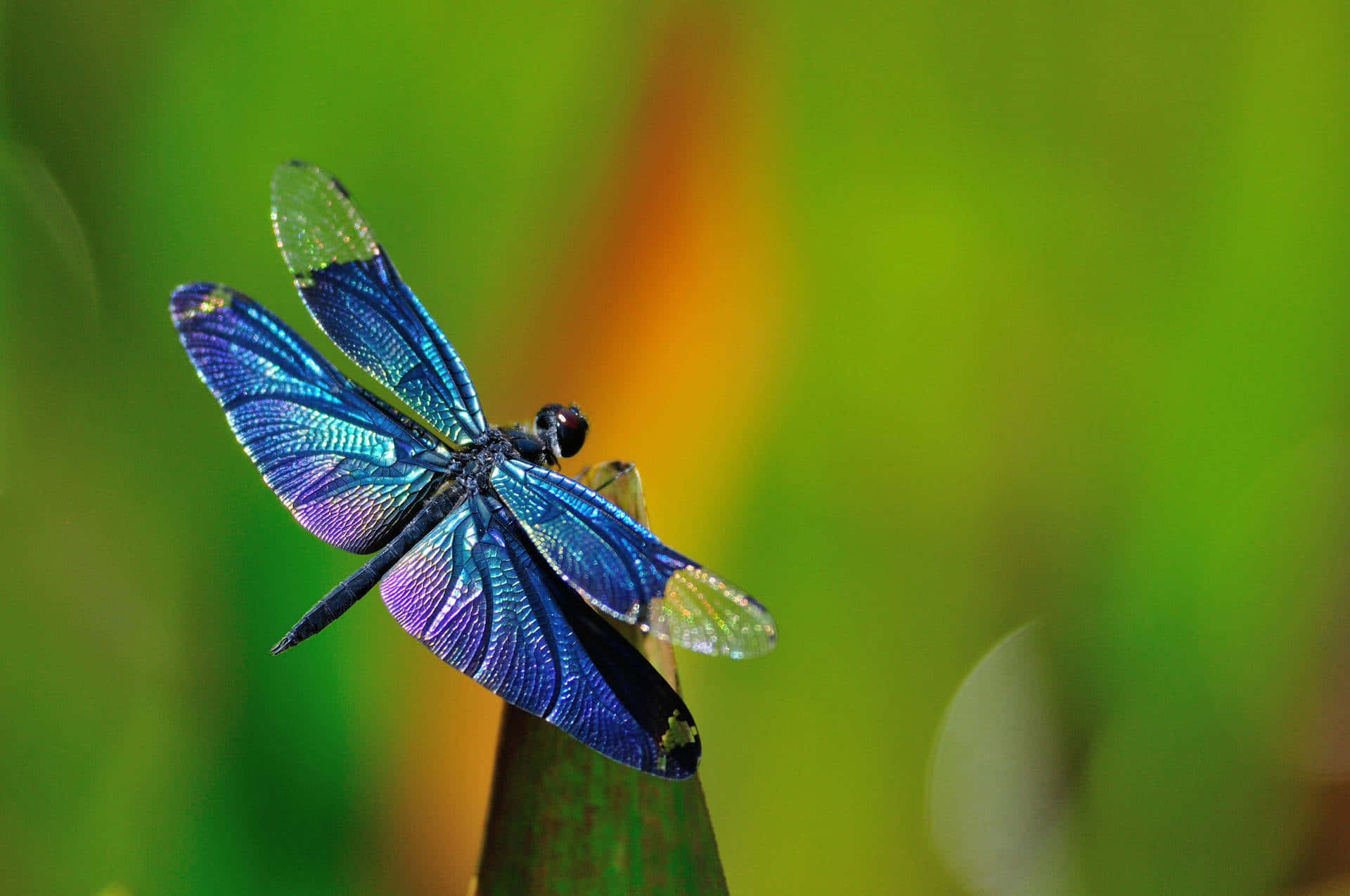 Insectoslibélulas Metálicas Azules. Fondo de pantalla