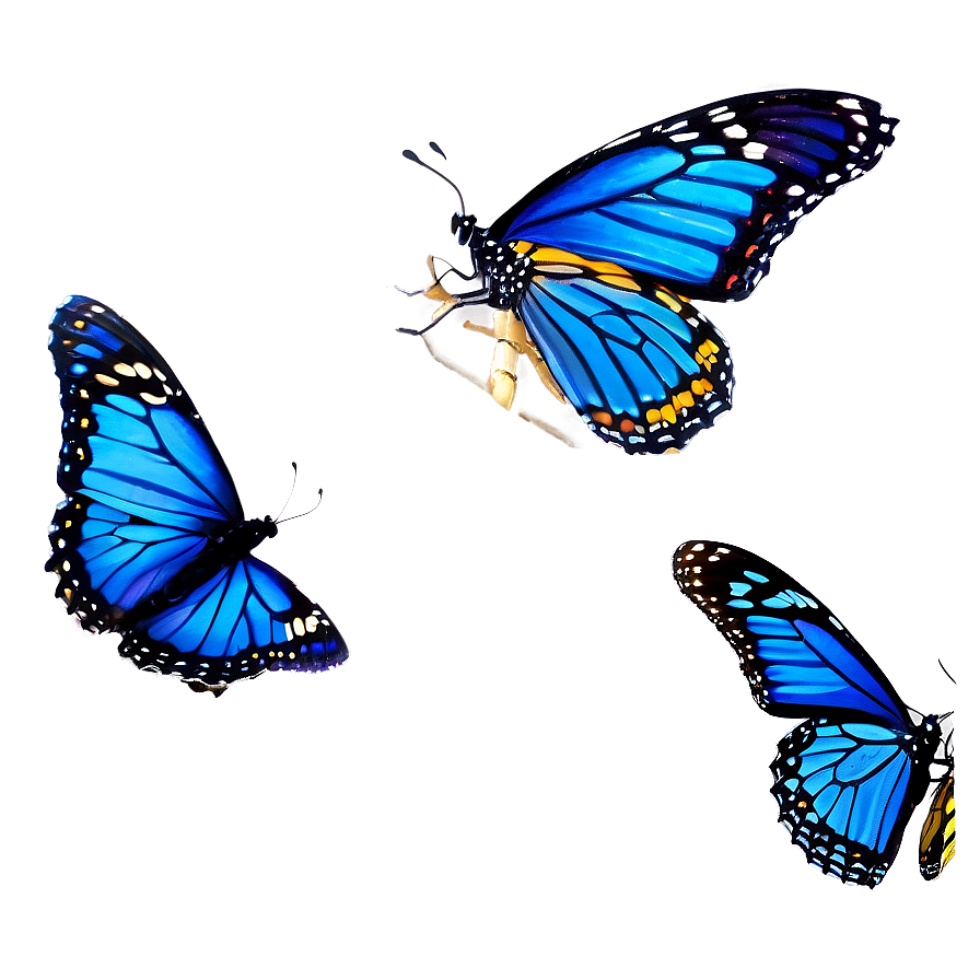 Blue Monarch Butterflies Png 06132024 PNG