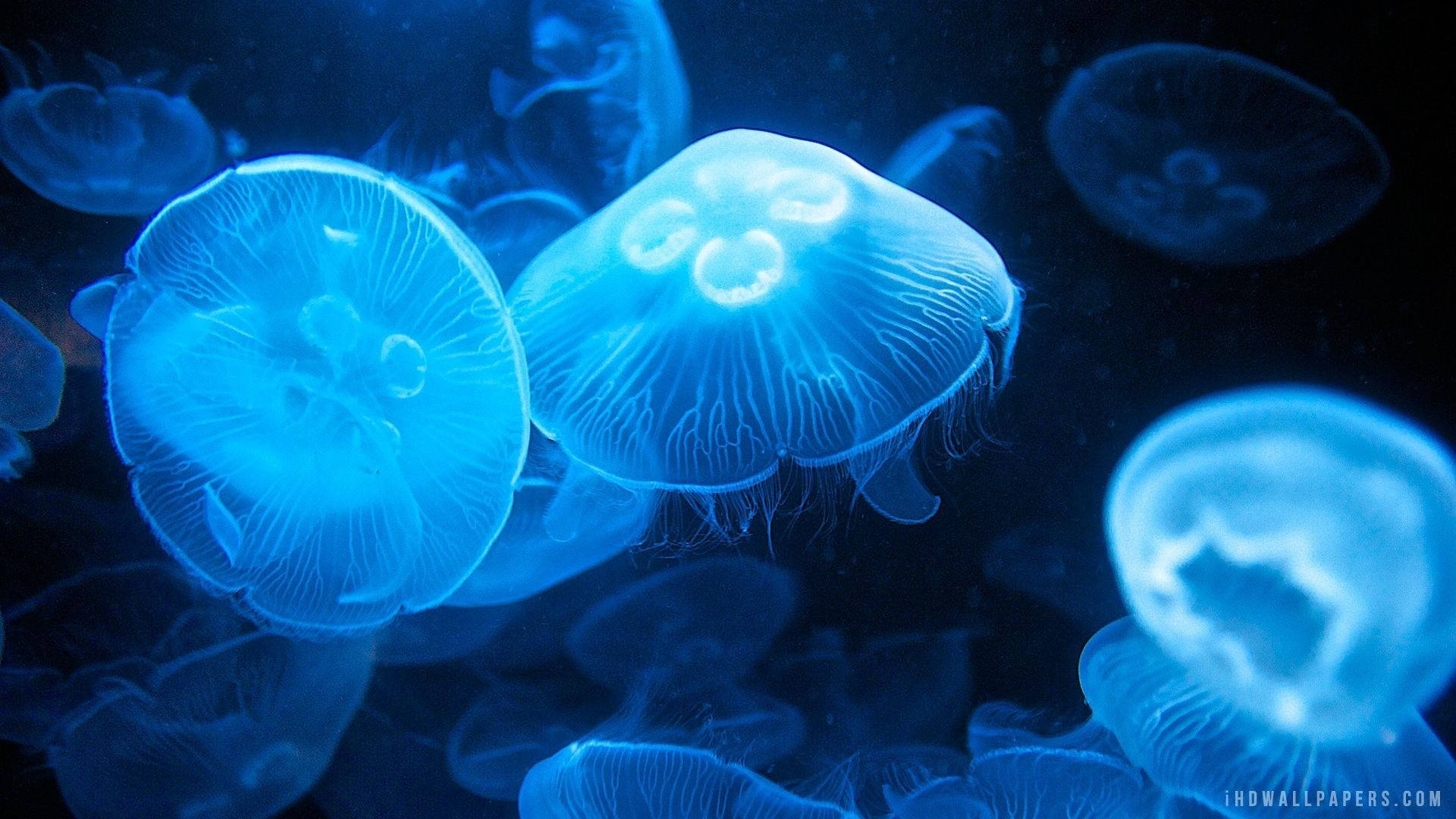 Blue Moon Jellyfish Background