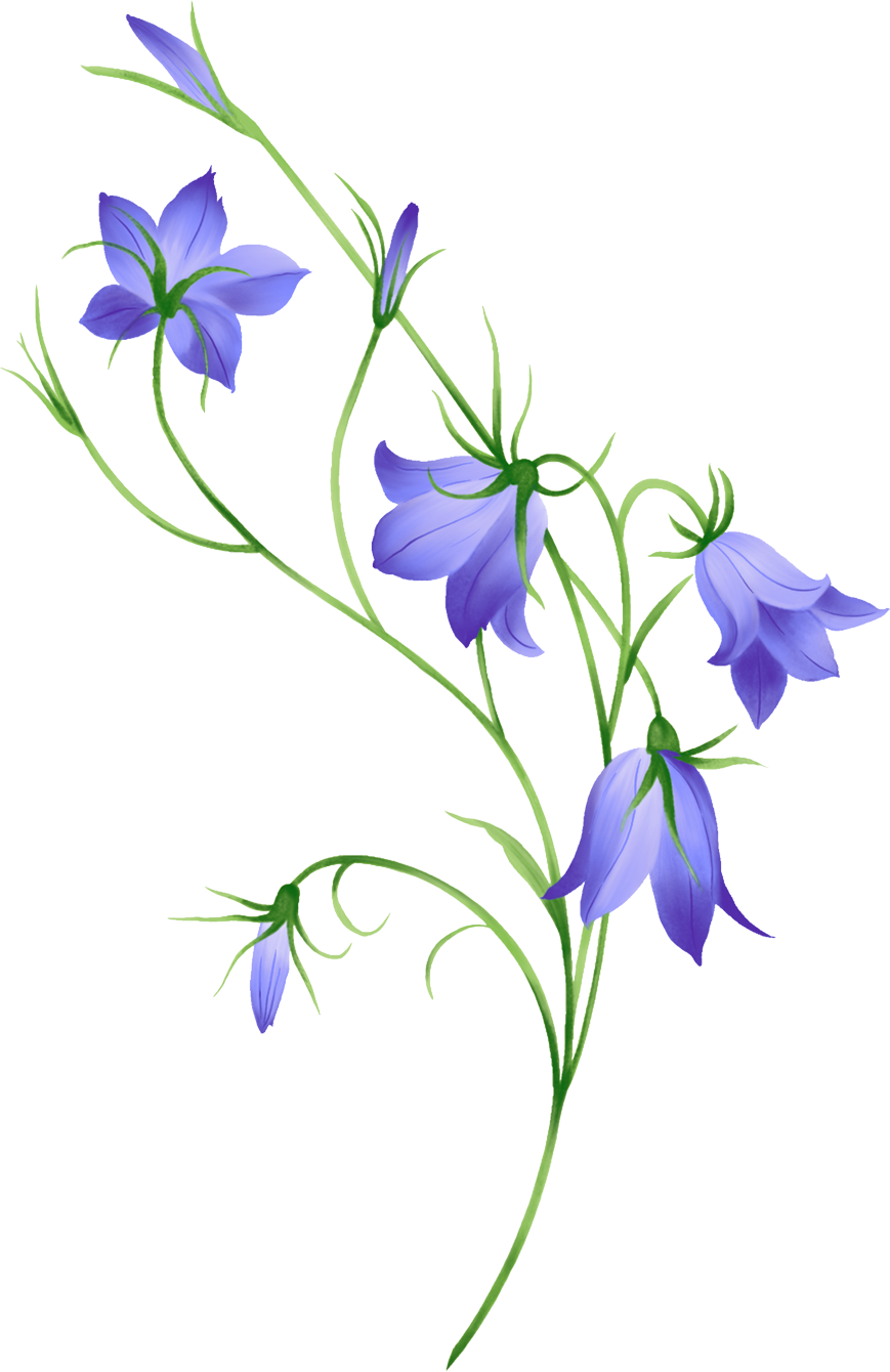 Blue Morning Glory Illustration PNG