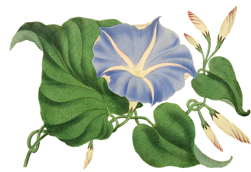 Blue Morning Glory Vintage Illustration PNG