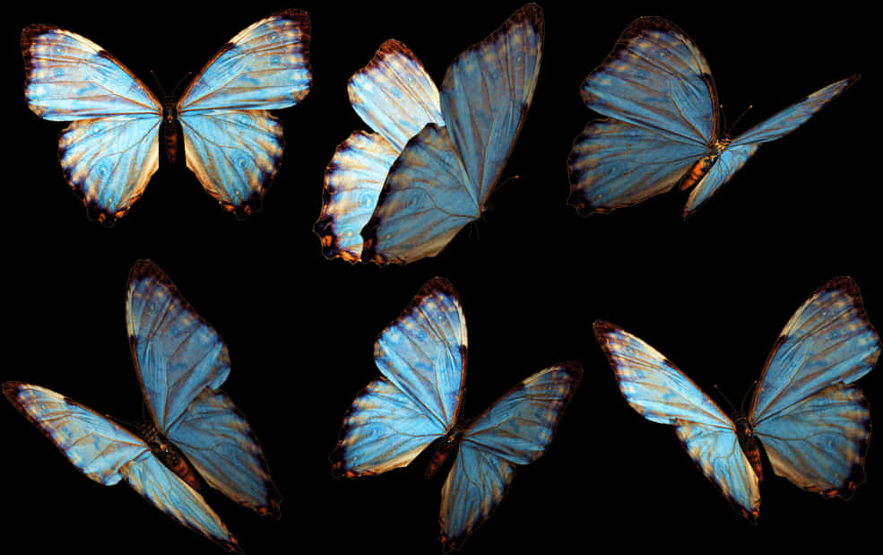 Blue Morpho Butterflies Collection PNG