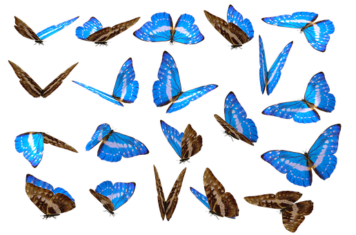 Blue Morpho Butterfliesin Flight PNG