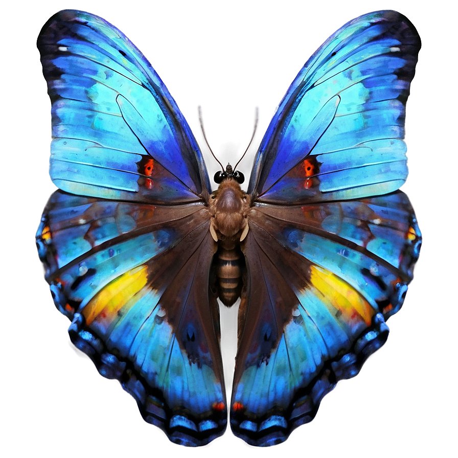 Blue Morpho Butterfly Png Npm9 PNG