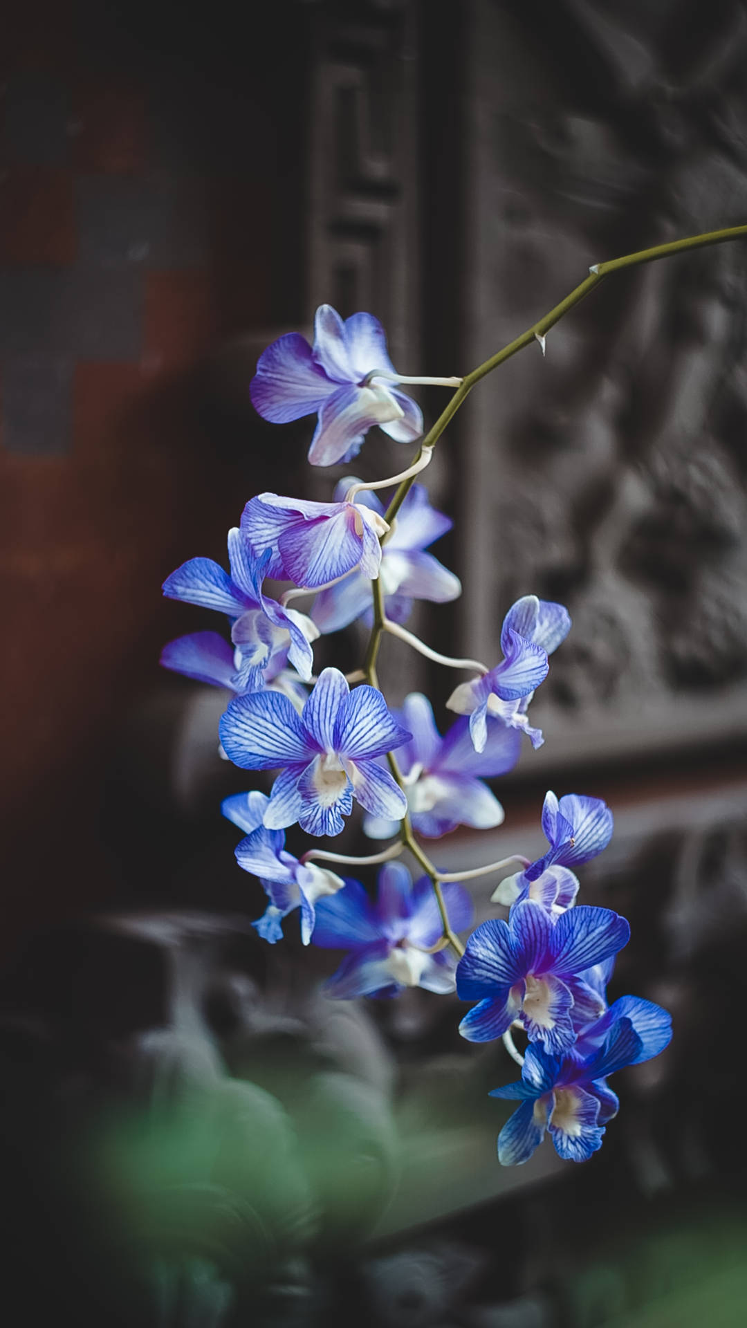 Blue Moth Orchids