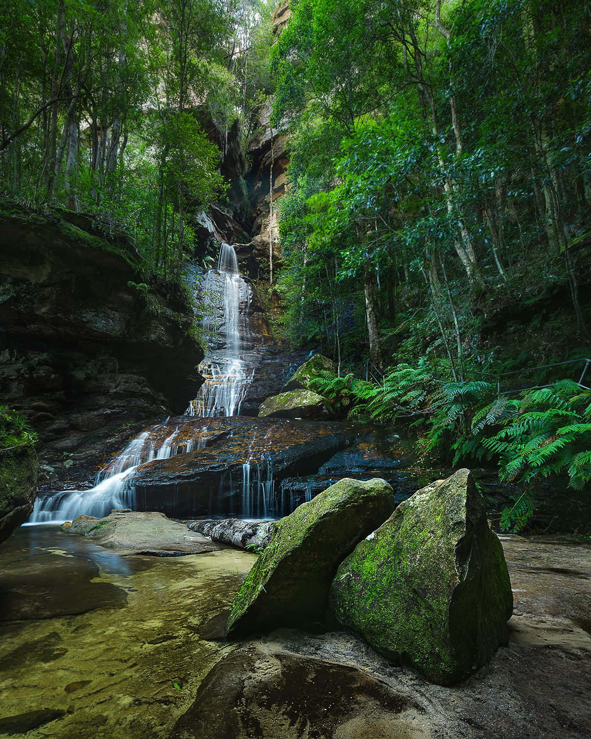 Diverse Wildlife and Natural Beauty? Find it at the Blue Mountains National Park Wallpaper