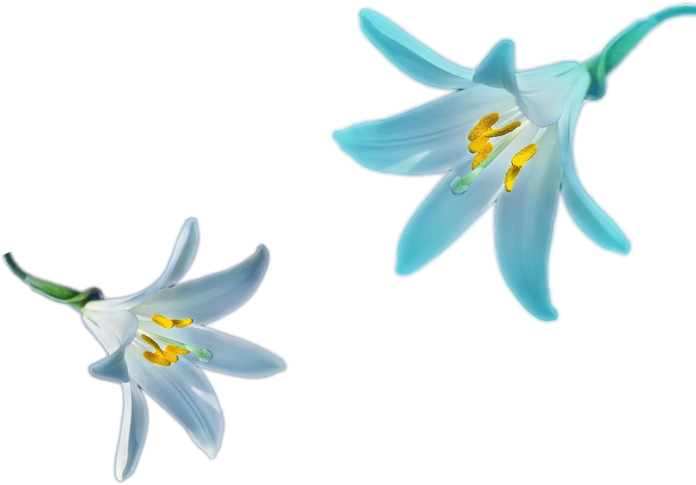 Blue Narcissus Flowers Illustration PNG