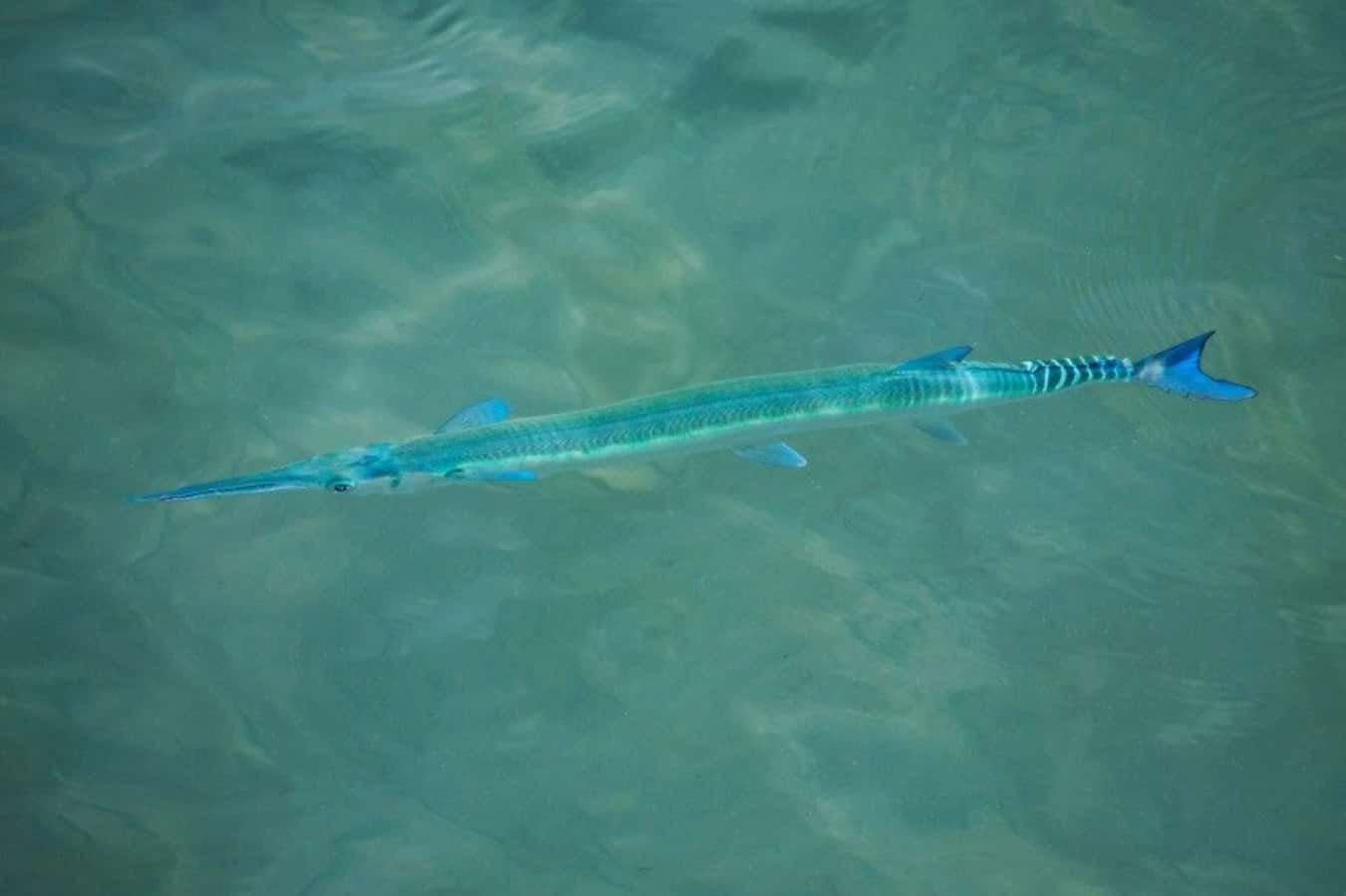 Download Blue Needlefish Swimming Wallpaper | Wallpapers.com